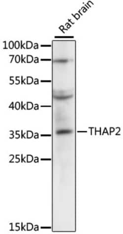 Invitrogen THAP2 Polyclonal Antibody 100 &mu;L; Unconjugated:Antibodies,