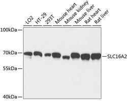 Invitrogen SLC16A2 Polyclonal Antibody 100 &mu;L; Unconjugated:Antibodies,