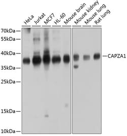 Invitrogen CAPZA1 Polyclonal Antibody 100 &mu;L; Unconjugated:Antibodies,