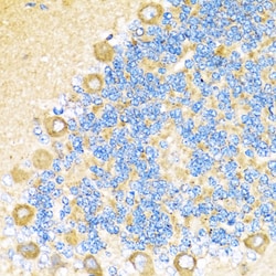 Invitrogen COX6A1 Polyclonal Antibody 100 &mu;L; Unconjugated:Antibodies,