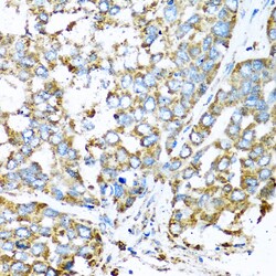 Invitrogen COX6A1 Polyclonal Antibody 100 &mu;L; Unconjugated:Antibodies,