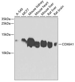 Invitrogen COX6A1 Polyclonal Antibody 100 &mu;L; Unconjugated:Antibodies,