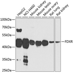Invitrogen FDXR Polyclonal Antibody 100 &mu;L; Unconjugated:Antibodies,