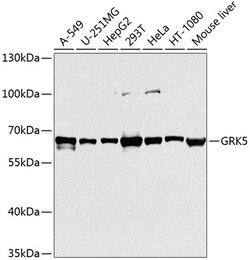 Invitrogen GRK5 Polyclonal Antibody 100 &mu;L; Unconjugated:Antibodies,