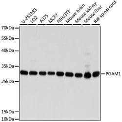 Invitrogen PGAM1 Polyclonal Antibody 100 &mu;L; Unconjugated:Antibodies,
