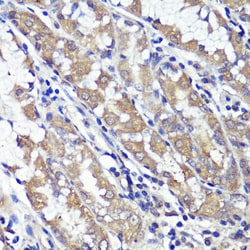 Invitrogen UBL3 Polyclonal Antibody 100 &mu;L; Unconjugated:Antibodies,