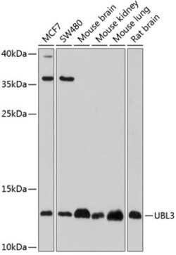Invitrogen UBL3 Polyclonal Antibody 100 &mu;L; Unconjugated:Antibodies,