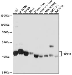 Invitrogen RNH1 Polyclonal Antibody 100 &mu;L; Unconjugated:Anticuerpos