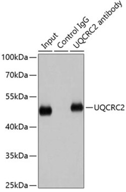 Invitrogen UQCRC2 Polyclonal Antibody 100 &mu;L; Unconjugated:Antibodies,