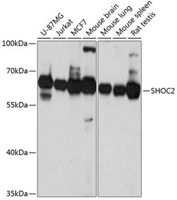 Invitrogen SHOC2 Polyclonal Antibody 100 &mu;L; Unconjugated:Antibodies,