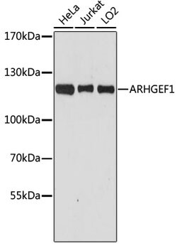 Invitrogen ARHGEF1 Polyclonal Antibody 100 &mu;L; Unconjugated:Antibodies,