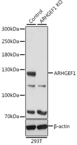 Invitrogen ARHGEF1 Polyclonal Antibody 100 &mu;L; Unconjugated:Antibodies,