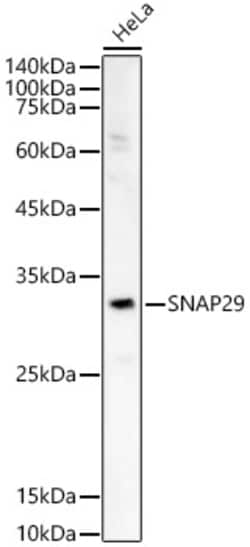 Invitrogen SNAP29 Polyclonal Antibody 100 &mu;L; Unconjugated:Antibodies,