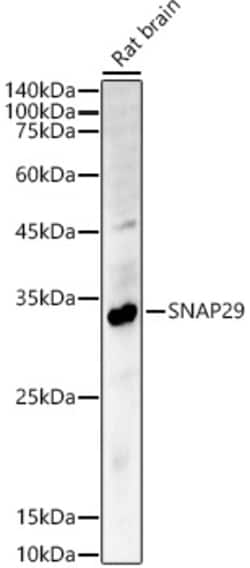 Invitrogen SNAP29 Polyclonal Antibody 100 &mu;L; Unconjugated:Antibodies,