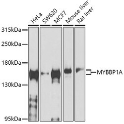 Invitrogen MYBBP1A Polyclonal Antibody 100 &mu;L | Buy Online | Invitrogen&trade; | Fisher Scientific