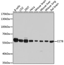 Invitrogen TCP-1 theta Polyclonal Antibody 100 &mu;L; Unconjugated:Antibodies,