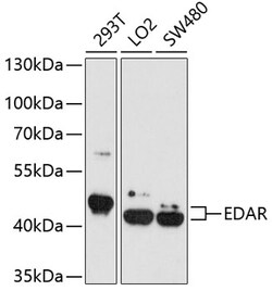 Invitrogen EDAR Polyclonal Antibody 100 &mu;L; Unconjugated:Antibodies,