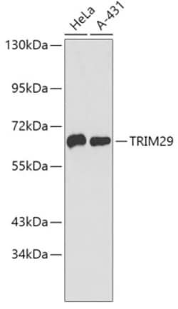 TRIM29 Polyclonal Antibody:Antibodies, Polyclonal