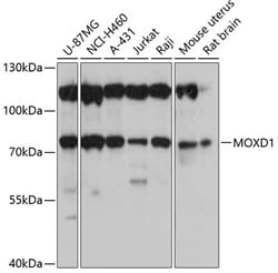 Invitrogen MOXD1 Polyclonal Antibody 100 &mu;L; Unconjugated:Antibodies,