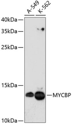 Invitrogen MYCBP Polyclonal Antibody 100 &mu;L; Unconjugated:Antibodies,