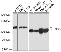 Invitrogen PIDD Polyclonal Antibody 100 &mu;L; Unconjugated:Antibodies,