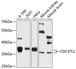 Invitrogen CDC37L1 Polyclonal Antibody 100 &mu;L; Unconjugated:Antibodies,