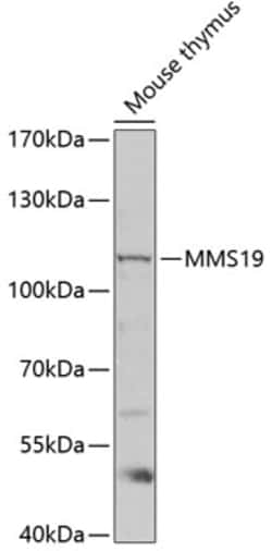 Invitrogen MMS19 Polyclonal Antibody 100 &mu;L; Unconjugated:Antibodies,