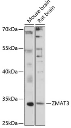 Invitrogen ZMAT3 Polyclonal Antibody 100 &mu;L; Unconjugated:Antibodies,