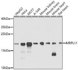Invitrogen MRPL11 Polyclonal Antibody 100 &mu;L; Unconjugated:Antibodies,