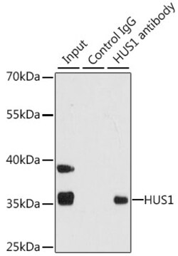 Invitrogen HUS1 Polyclonal Antibody 100 &mu;L; Unconjugated:Antibodies,