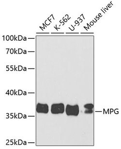 MPG Polyclonal Antibody, Invitrogen 100 &mu;L; Unconjugated:Antibodies,