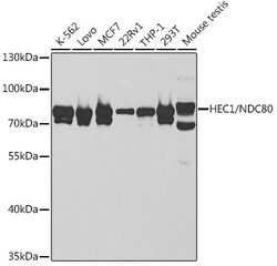 Invitrogen HEC1 Polyclonal Antibody 100 &mu;L; Unconjugated:Antibodies,