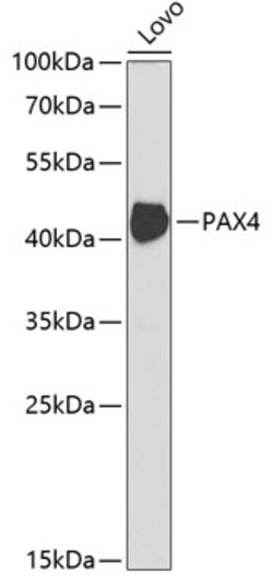 Invitrogen PAX4 Polyclonal Antibody 100 &mu;L; Unconjugated:Antibodies,