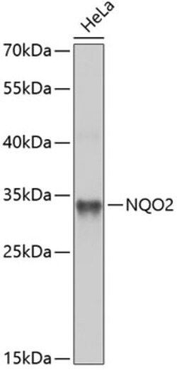 Invitrogen NQO2 Polyclonal Antibody 100 &mu;L; Unconjugated:Antibodies,