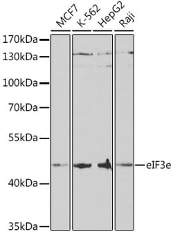 Invitrogen eIF3e Polyclonal Antibody 100 &mu;L; Unconjugated:Antibodies,