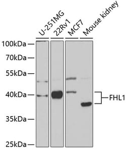 Invitrogen FHL1 Polyclonal Antibody 100 &mu;L; Unconjugated:Antibodies,