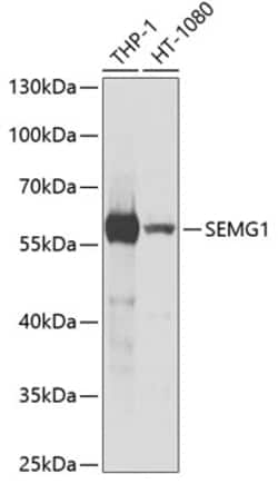 Invitrogen SEMG1 Polyclonal Antibody 100 &mu;L; Unconjugated:Antibodies,