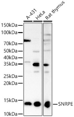 Invitrogen SNRPE Polyclonal Antibody 100 &mu;L; Unconjugated:Antibodies,