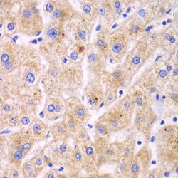 Invitrogen TrxR2 Polyclonal Antibody 100 &mu;L; Unconjugated:Antibodies,