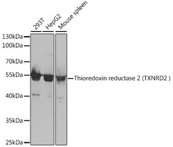Invitrogen TrxR2 Polyclonal Antibody 100 &mu;L; Unconjugated:Antibodies,