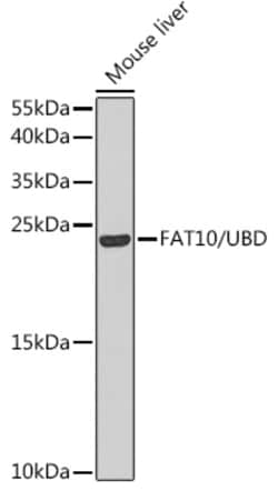 Invitrogen UBD Polyclonal Antibody 100 &mu;L; Unconjugated:Antibodies,
