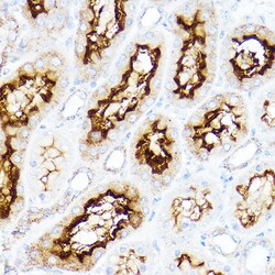 Invitrogen SLC3A1 Polyclonal Antibody 100 &mu;L; Unconjugated:Antibodies,