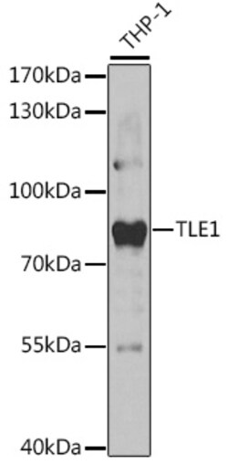 Invitrogen TLE1 Polyclonal Antibody 100 &mu;L | Buy Online | Invitrogen&trade; | Fisher Scientific