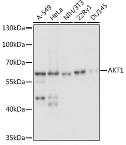 Invitrogen AKT1 Polyclonal Antibody 100 &mu;L; Unconjugated:Antibodies,