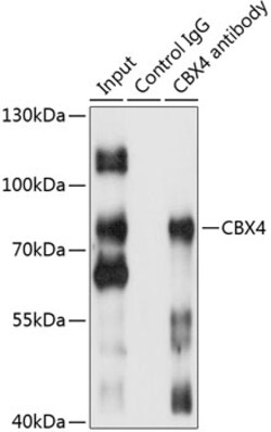 Invitrogen CBX4 Polyclonal Antibody 100 &mu;L; Unconjugated:Antibodies,