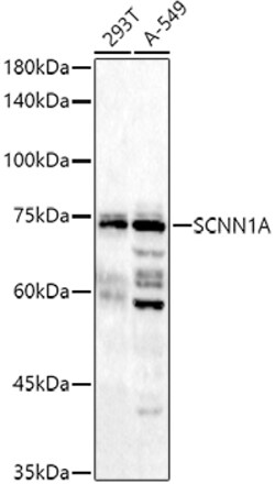 Invitrogen alpha-ENaC Polyclonal Antibody 100 &mu;L; Unconjugated:Antibodies,