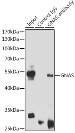 Invitrogen GNAS Polyclonal Antibody 100 &mu;L; Unconjugated:Antibodies,