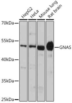 Invitrogen GNAS Polyclonal Antibody 100 &mu;L; Unconjugated:Antibodies,