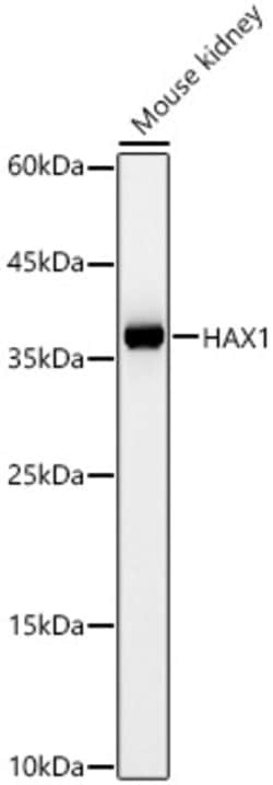 Invitrogen HAX1 Polyclonal Antibody 100 &mu;L; Unconjugated:Antibodies,