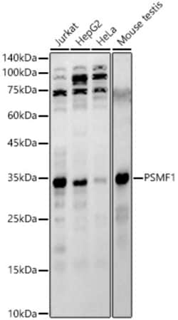Invitrogen PSMF1 Polyclonal Antibody 100 &mu;L; Unconjugated:Antibodies,